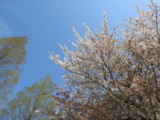 桜2
