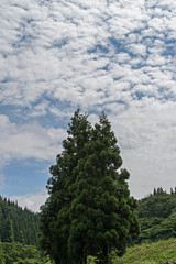 Fototapeta na wymiar 杉とうろこ雲