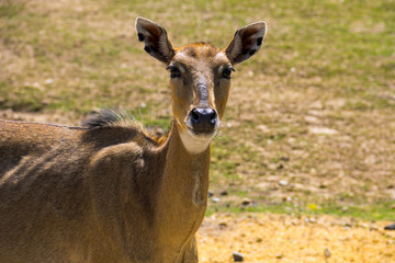 Nilgai or Blue Bull (Boselaphus Tragocamelus)