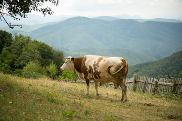 Fototapeta na wymiar Cow on the field with mountains in the background
