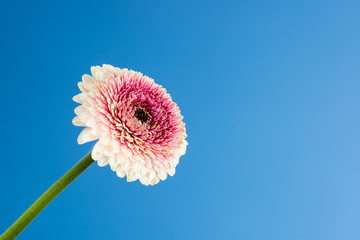 gerbera flower with blue bright sky