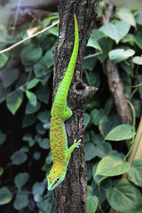 Madagaskar-Taggecko (Phelsuma madagascariensis), an Baumstamm hängend