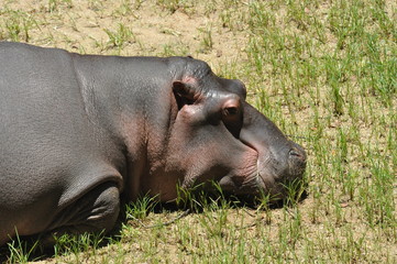Hipopotamo - 170572376
