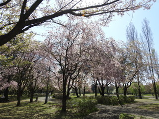 Obraz premium 桜17