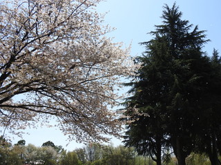 桜吹雪