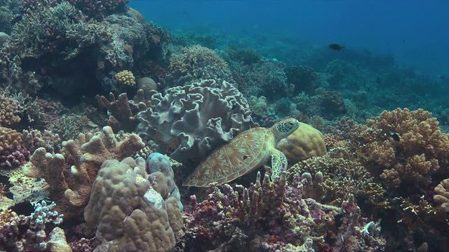 Green sea turtle on a colorful coral reef. Cleaning under a soft coral 4k footage