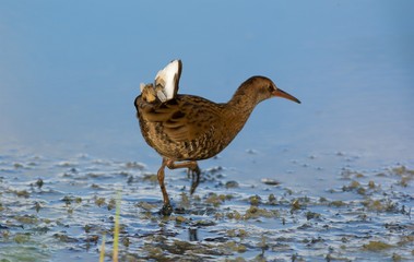 Water Rail on the west coast in Sweden