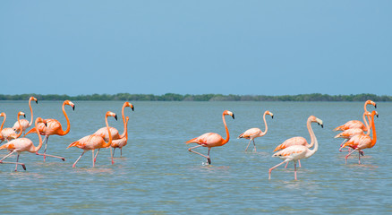 Pink flamingos walking in the lagoon.
