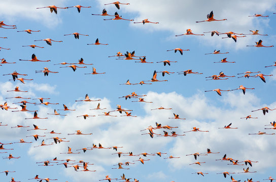 Fototapeta Pink flamingos flying over the lagoon.