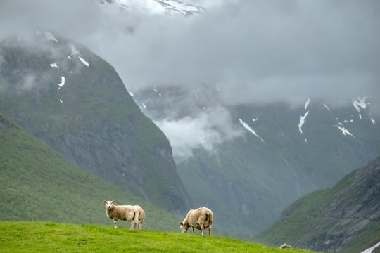 Scenic view of grazing sheep in Norway mountains.