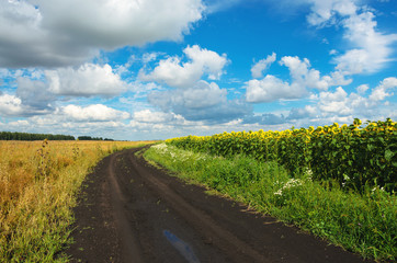 Fototapeta na wymiar Sunny summer landscape with ground countryside road