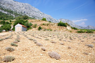 Widok na sierpniowe, zebrane pole lawendowe na zboczach gór Dalmacji.