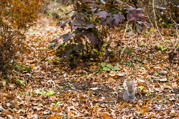 Squirrel in Central Park