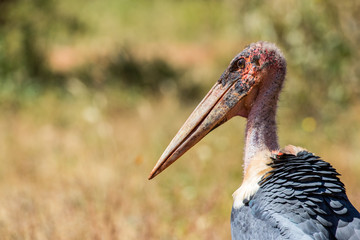 Marabou Stork Portrait