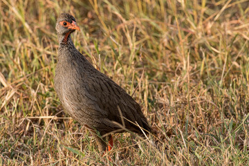 Red-necked Spurfowl