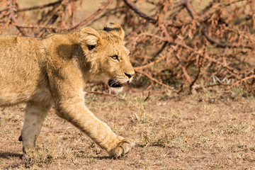 Lion Cub Close Up