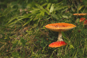 amanita muscaria mushrooms