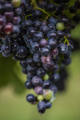 blue grapes in vineyard