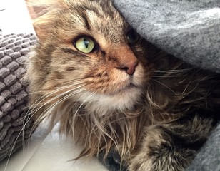 chat norvégien à long poil allongé, yeux verts  