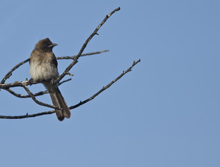 Common Bulbul (Pycnonotus barbatus), perched in a tree, Essaouira, Morocco.