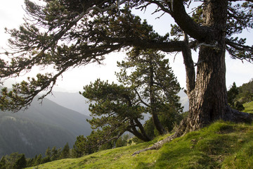 Pinus Uscinata or black pine in the Pirenees