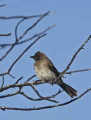 Common Bulbul (Pycnonotus barbatus), perched in a tree, Essaouira, Morocco.