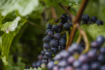 blue grapes in vineyard