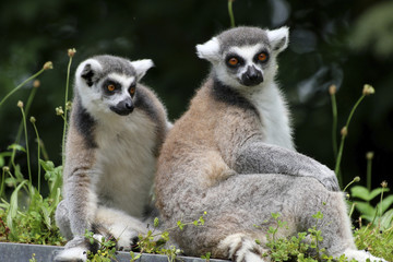 Zwei Kattas (Lemur catta) sitzen nebeneinander