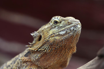 Bartagame (Pogona vitticeps) 