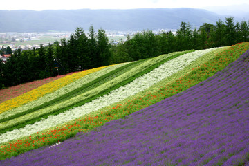 Lavender fields in Hokkaido has been cultivated for more half a century, attract large number of visitors to the region every summer. It starts blooming in July and reaches its peak in mid July. 