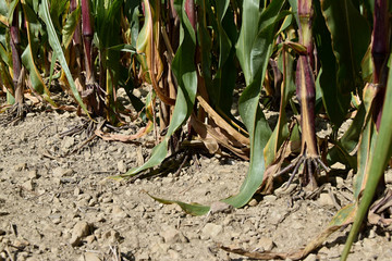 Field with corn. Roots of mature corn cobs. © faraonvideo