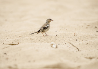 close-up of a sparrow on the sand