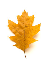 Naklejka na ściany i meble Dry autumn oak leaf on over white