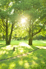 公園　木漏れ日