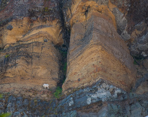 Mountain Goat Perched  on Narrow Cliff