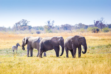 Naklejka na ściany i meble Wild elephants, Okavango Delta, Botswana