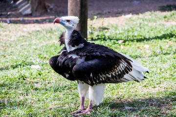 Südafrika Greifvogel