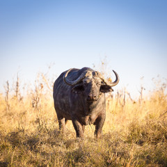 Obraz premium Wild buffalos, Okavango Delta, Botswana