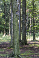 A bird booth on a tree trunk in the woods.