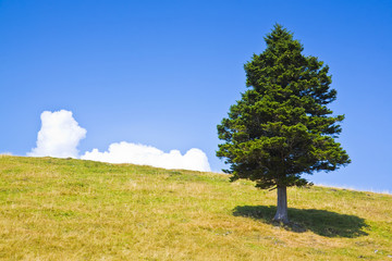 Fototapeta na wymiar Isolated pine tree in a green meadow - image with copy space