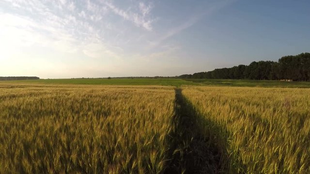 Run Through A Wheat Field