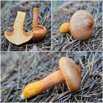croogomphus rutilus mushroom