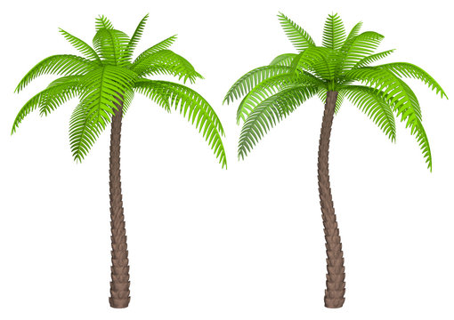 Palm tree. 3d image set isolated on white