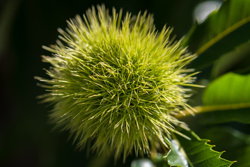 Sweet chestnut with thorns, close up, macro
