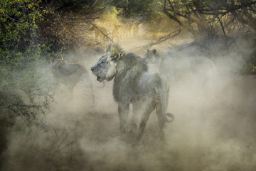 lions of Namibia