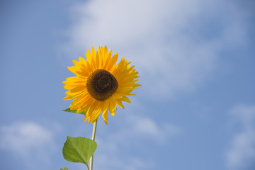 Einzelne Sonnenblume vor blauem Himmel