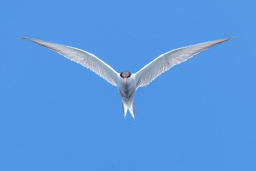 Common Tern hovering in flight against bright blue skies