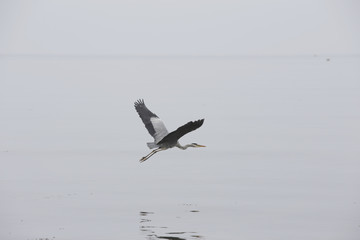 heron