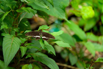 Black butterfly hang alone on the tree with greenish background in the forest  from Thailand