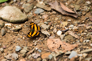 Colorful  butterfly stand alone on ground in the forest  from Thailand